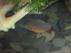 Fishies 009.jpg