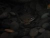 Fishies 010.jpg