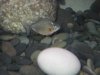 Fishies 011.jpg