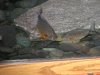 Fishies 012.jpg