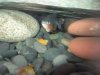 Fishies_ID 004.jpg