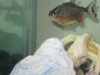 Fishies_ID 008.jpg