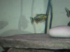 Fishies_ID 011.jpg