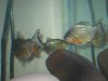 Fishies_ID 012.jpg