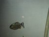 Fishies_ID 013.jpg
