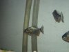 Fishies_ID 015.jpg
