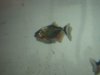 Fishies_ID 019.jpg