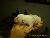 1 day old 018.jpg