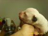 1 day old 031.jpg