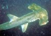 hammerhead2.jpg