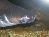 ID Shark sliced up,Green aro,pn turtle,channa 015.JPG ID Shark sliced up,Green aro,pn turtle,channa 015.JPG