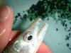DSC00611.JPG