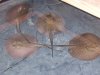 4Rays.jpg