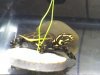 Turtle.jpeg