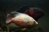Bens Fish 023.JPG Bens Fish 023.JPG