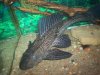 pleco2.jpg