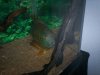 pleco1.jpg