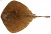 Stingaree.JPG