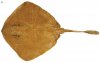Stingaree2.JPG