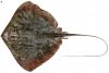 stingray.JPG