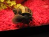 more snails 002.JPG