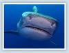 bullShark1.jpg