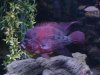 new fish 006.jpg