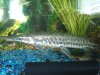 pike 008.JPG