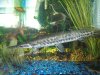 pike 004.JPG