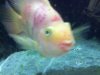 parrot fish - Copy.jpg