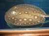 fnew fish pics 2 024.jpg