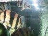 fnew fish pics 2 022.jpg