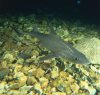 starry smooth hound mustelus asterias.JPG