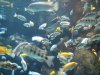 torontozoo2 130.JPG