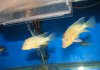 redhumpgeophagus1.JPG