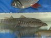 redtailtigerloach2.JPG