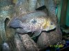 plecos2 009.jpg