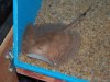 Stingray Pictures 019.jpg