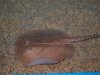 Stingray Pictures 100.jpg