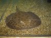 Stingray Pictures 003.jpg