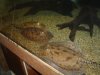 Stingray Pictures 041.jpg