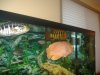 fish 004.jpg