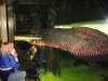arapaima.jpg