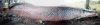 arapaima1.JPG