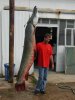 alligator_gar.jpg