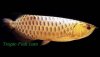 arowana_gold_base_malaysia_golden.jpg