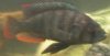 Unknown Cichlid.JPG