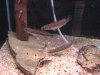 triopikes2.jpg triopikes2.jpg