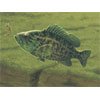 warmouthSunfish-uplandResev.jpg