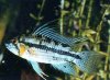 fish.jpg